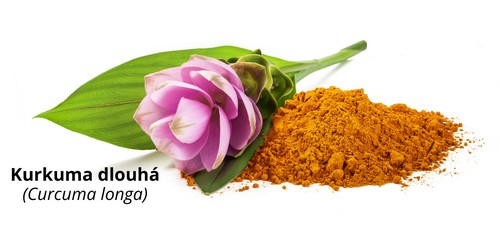 Kurkuma dlouhá (curcuma longa)